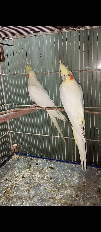 cream cocktail 4 months baby