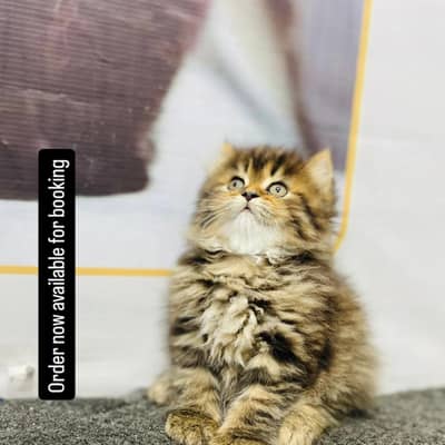 home delivery parshion punch face 3rpl cote kitten