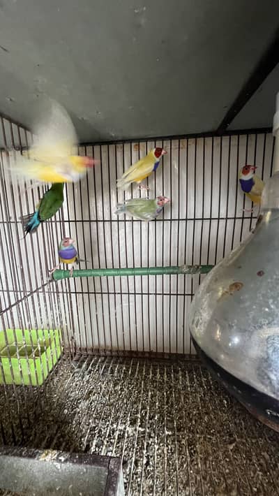 Gouldean finch pairs up for sale pair price is 8500