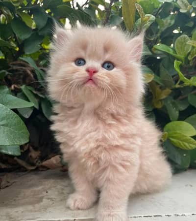 home delivery punch face triple coat kitten cat male female