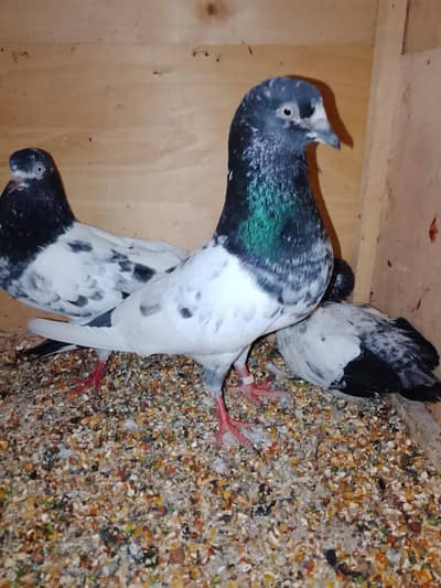 ferozpri tady number 03017204314