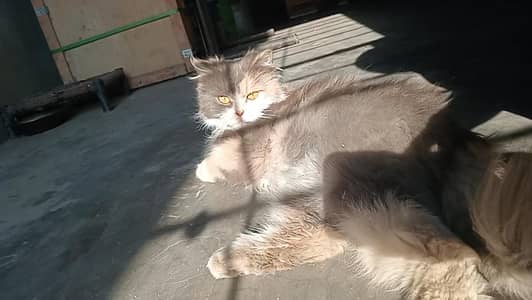 Mated Female Cat for Sale