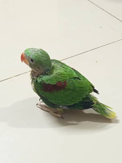 Raw parrot chick
