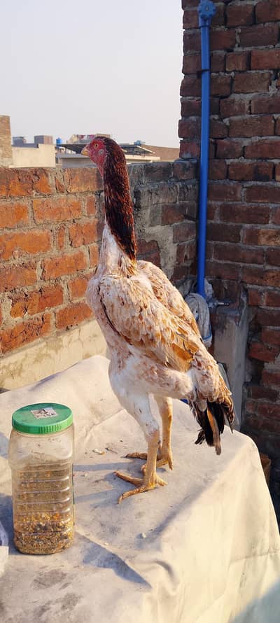 Pure Quality Shamo Aseel