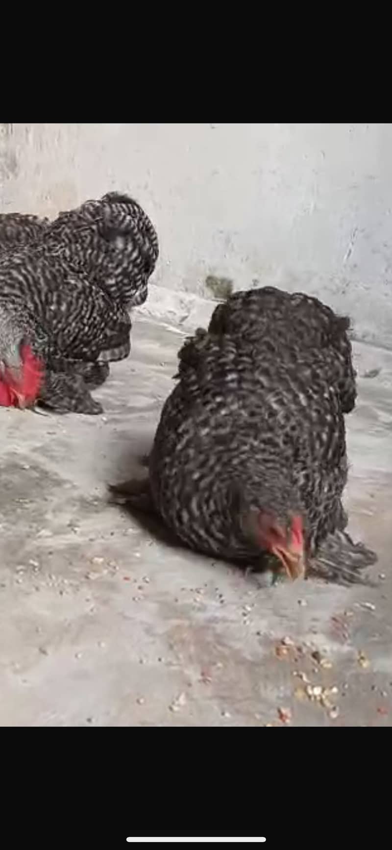 Coco bantam Chicks 1