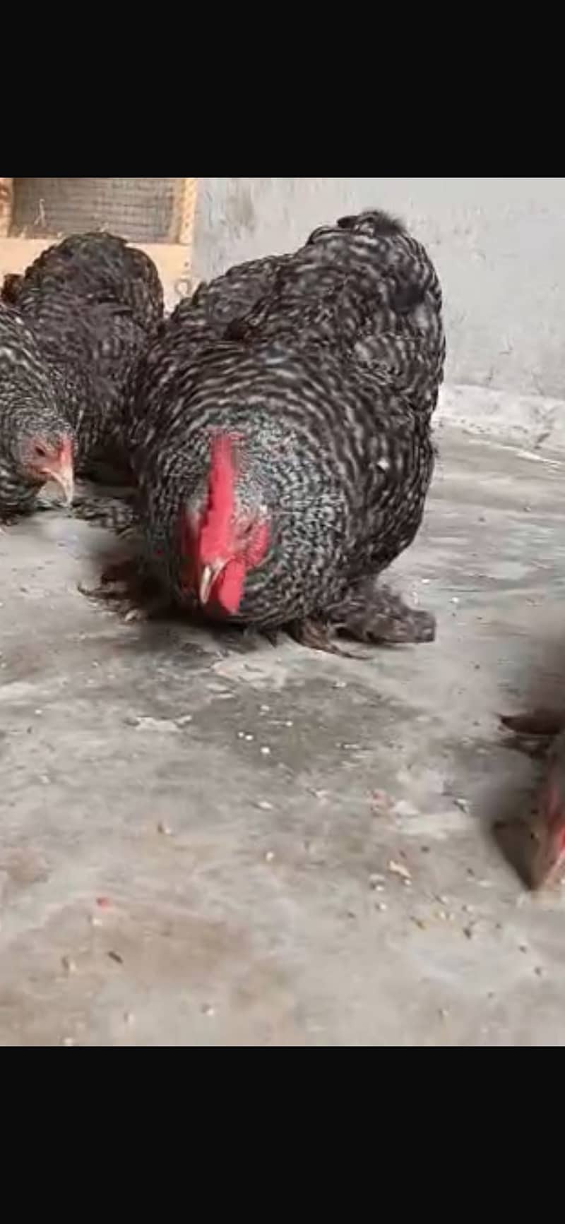 Coco bantam Chicks 2