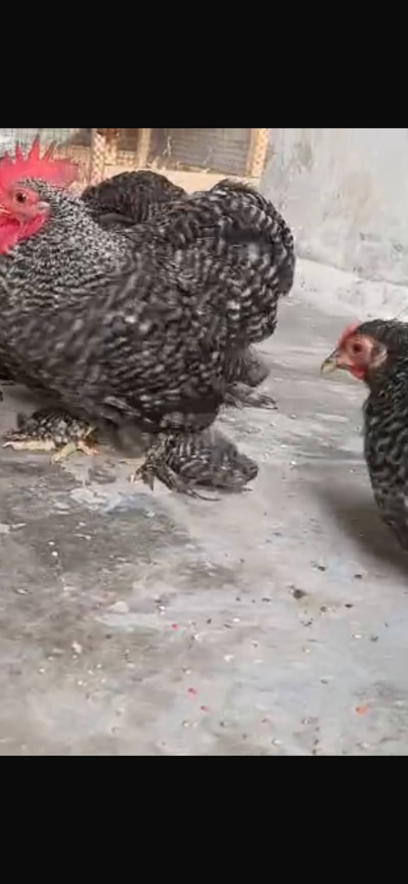 Coco bantam Chicks 3