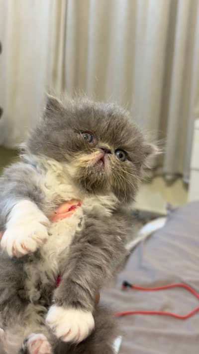 Peki kitten for sale