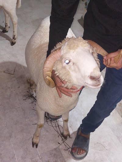 long tail sheep and turkey ram