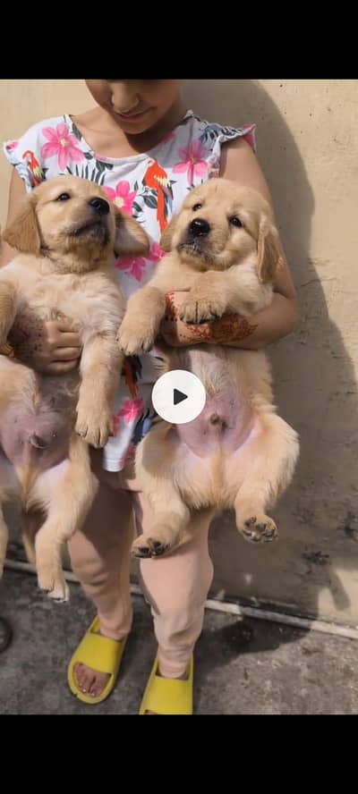 golden retriever puppies