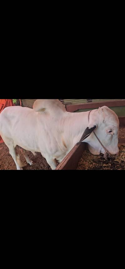 Gulabi bachra 4 dant 7man