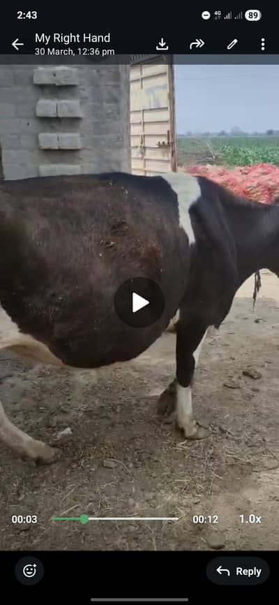 Cow for sale