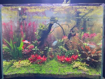 Planted aquarium for sale