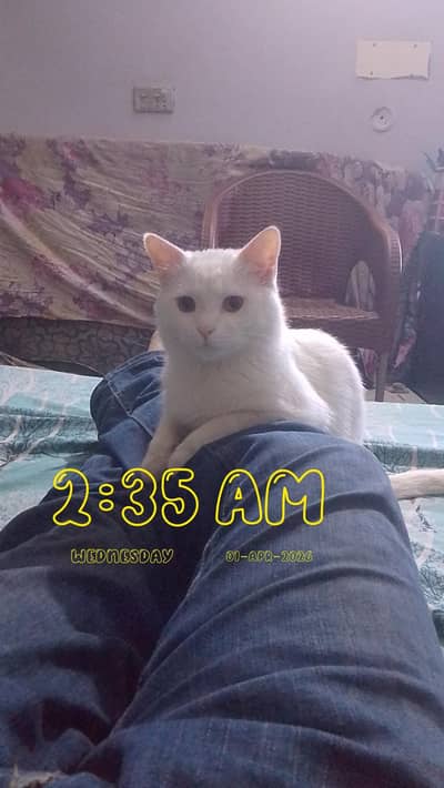 male Persian cat friendly