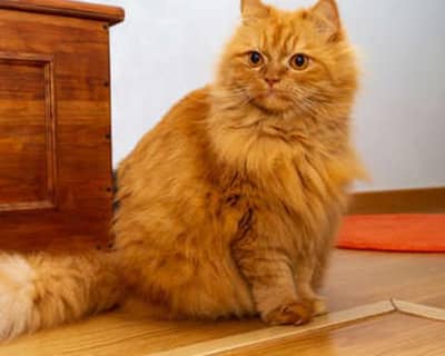 peragnat Persian cat sale brown colour 2 males sy crossing howi hy