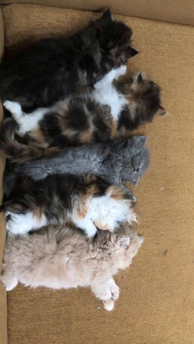 Triple long coat kitten for more details 03044299941 WhatsApp only