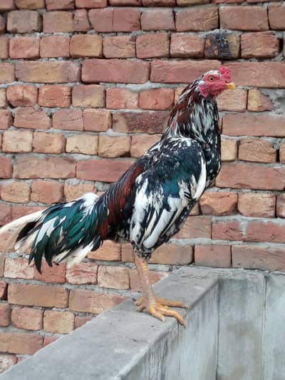 Mianwali chenna Murga