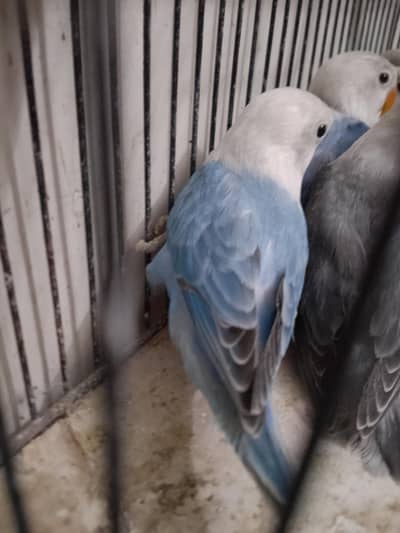 BLUE & D BLUE OPALINES