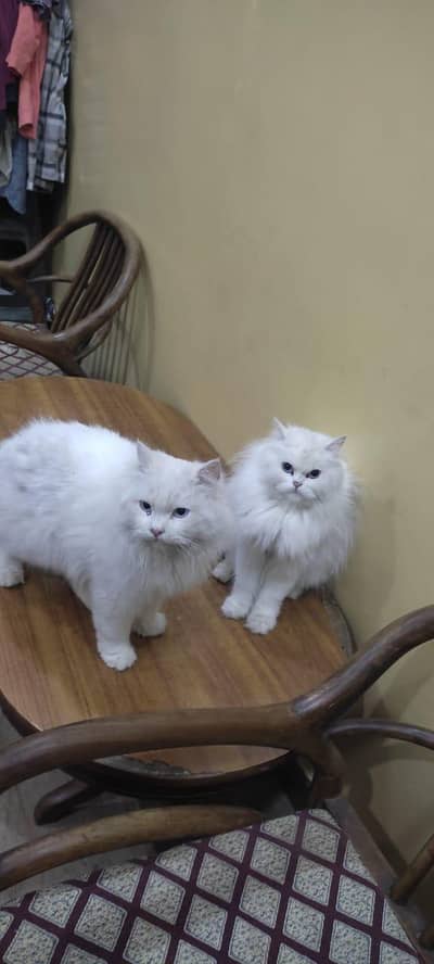 Persian cat Pair