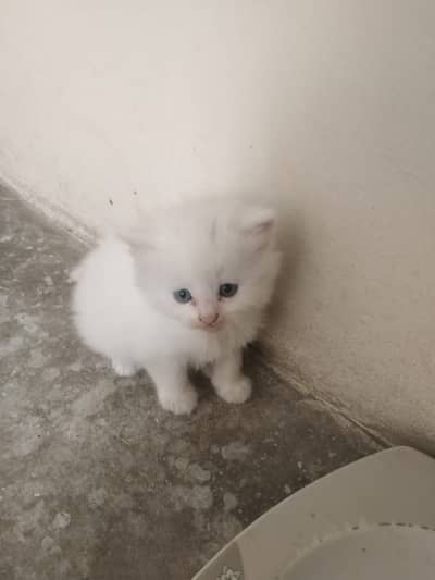 I have 3 kitchens in white colour very cute playing and loving