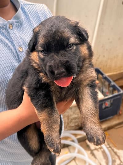 german shepherd/gsd puppy
