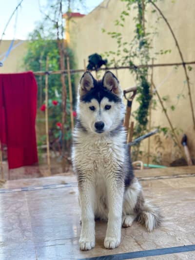 Siberian Husky puppy for sale fully active puppy