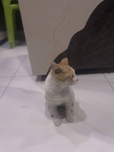 cat beautiful & playful