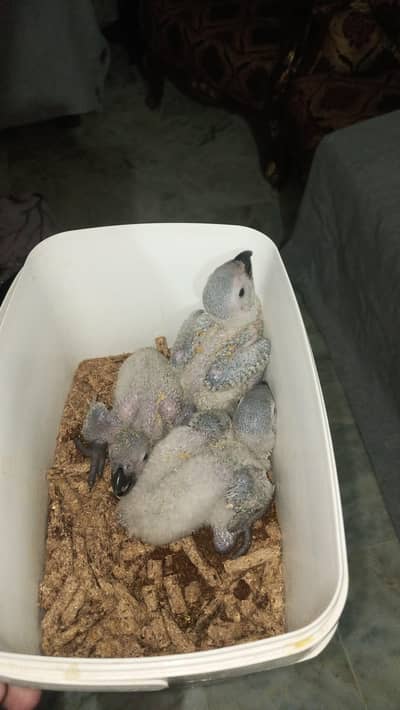 African grey parrot chicks   contact  (03209200040)