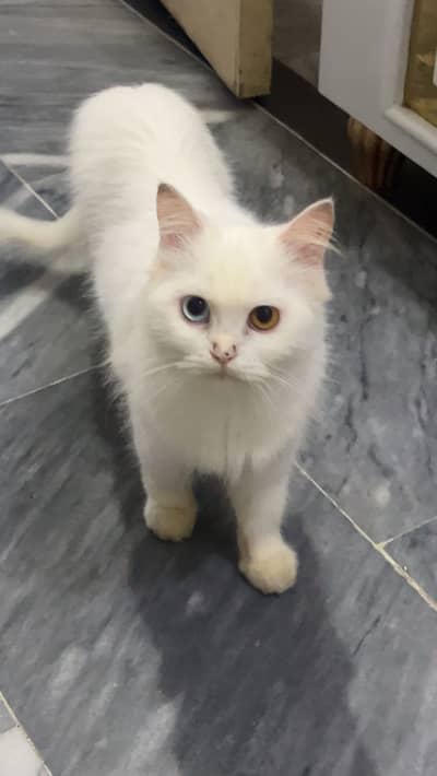 All breed available hai kittens Male & Female adult available hai