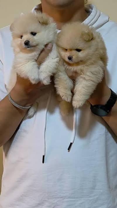 Pomeranian male pup available for sale