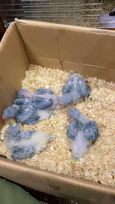 Raw Chick Kashmiri for Sale Big Size