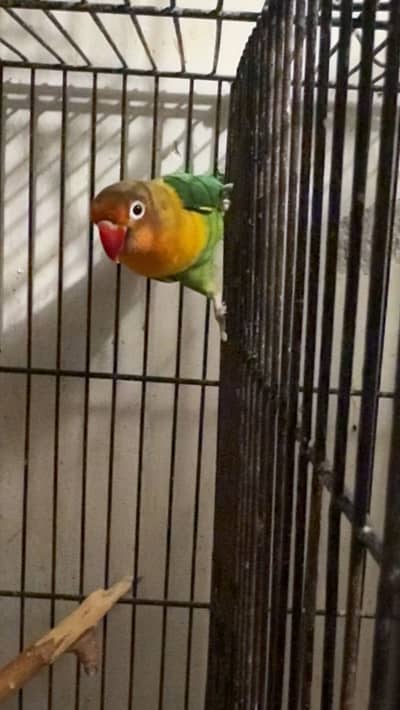 Breeder pair fisher into albino red eyes adult breeder egg laying