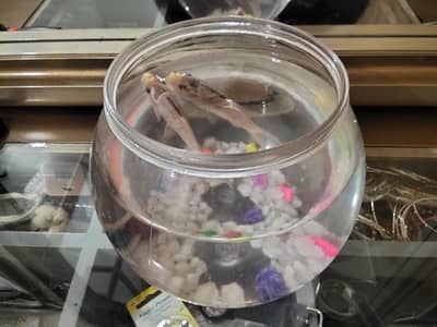 Silver Fish for Sale