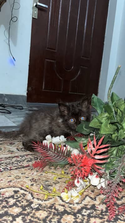 Persian Punch FaceMale Cat Kitten Triple Coated