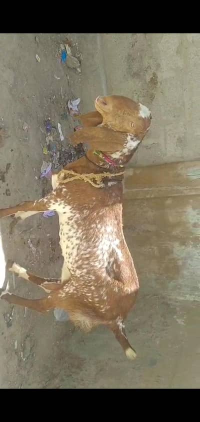 makha chena gaban confirm 03012922292