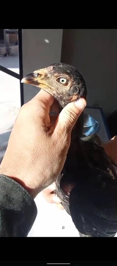 full black pair  Blue  eyes       03175102216