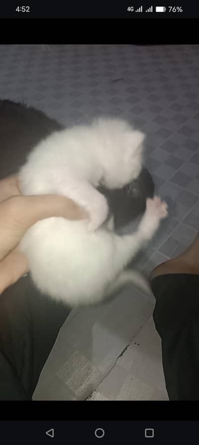 MALE KITTEN FOR SELL