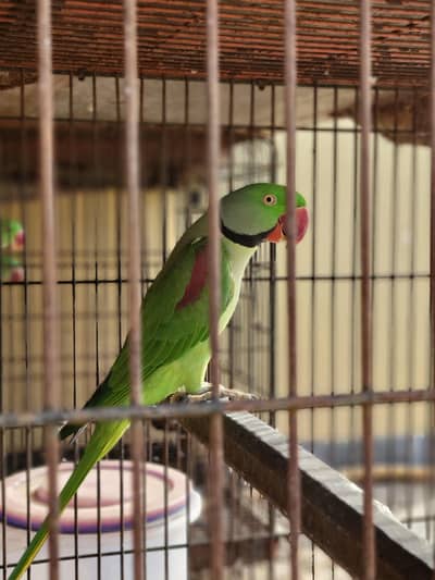 pahari breeding pair with history