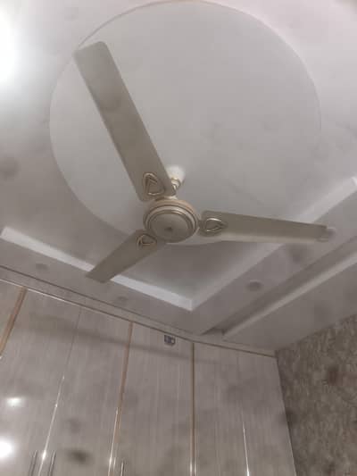 royal white fan royal cream golden fan