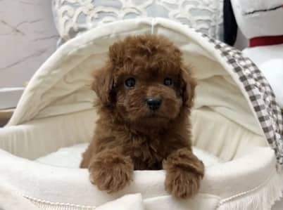 French toy poodle pedigree imported puppies available for sale