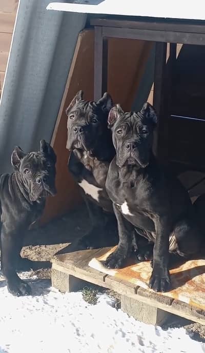 Cane corso pedigree imported microchipped puppies available here