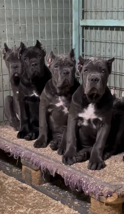 Cane corso imported pedigree puppy available for sale