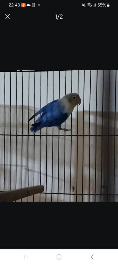 Lovebird Blue Opline Split Pf Female