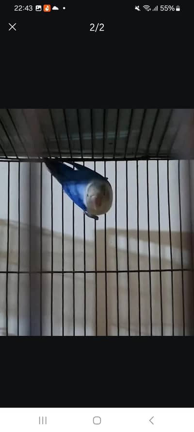Lovebird Blue Opline Split PF Female