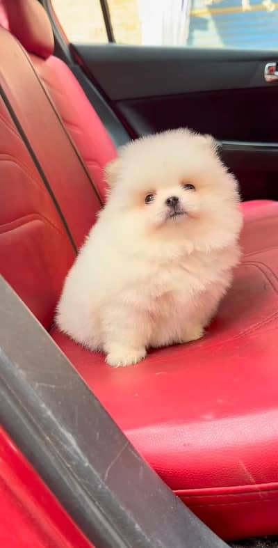 Prime  Imported Teacup Pomeranian Puppies available for import only
