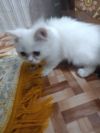 beautiful kitten white color  Persian