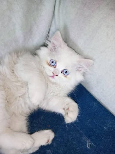 Persian Doll Face Kitten