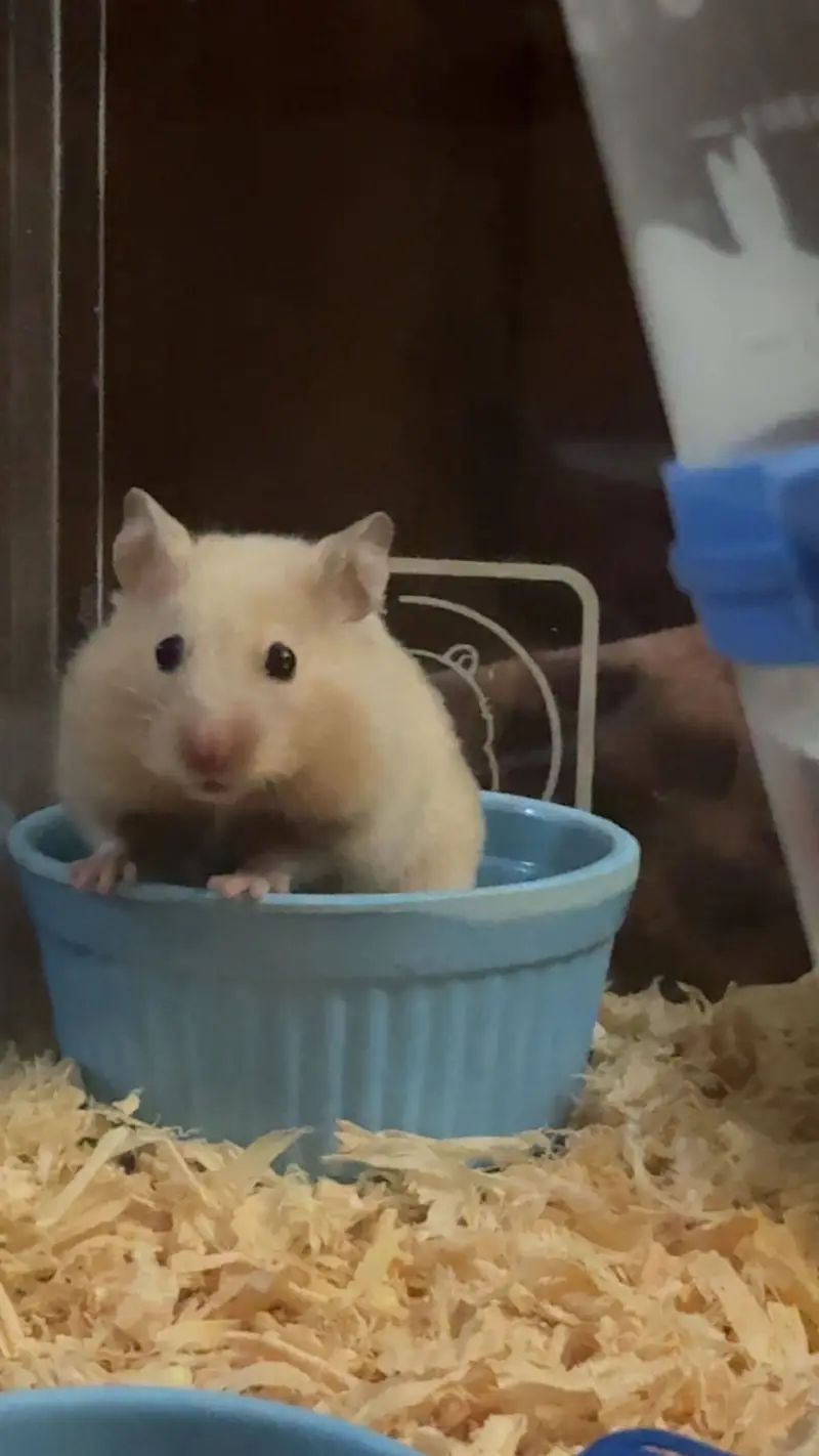 Imported Syrian Hamsters available with free food and bedding! — photo 6
