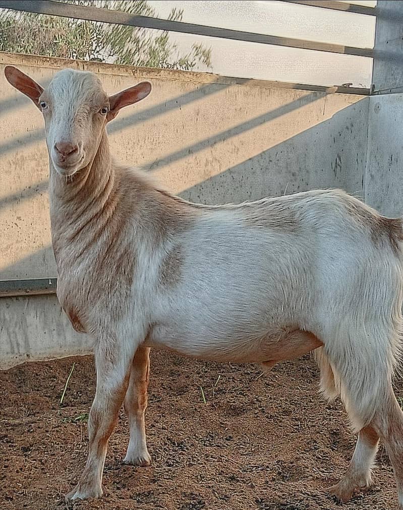 Bakra 0