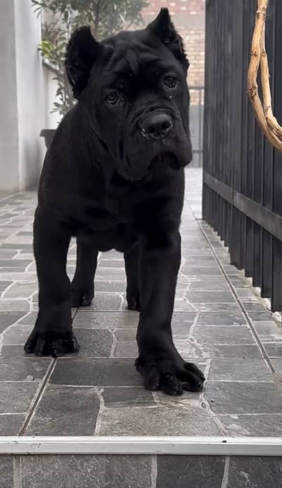 Cane Corso puppies pedigreed microchipped available for import only